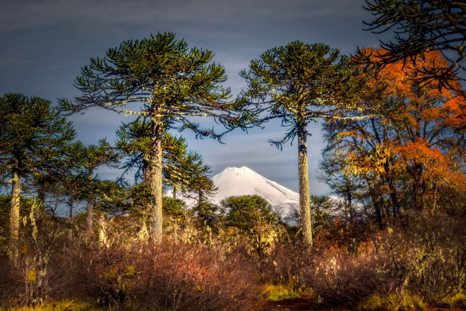 Maderas nativas de la araucanía, tablas, productos de madera